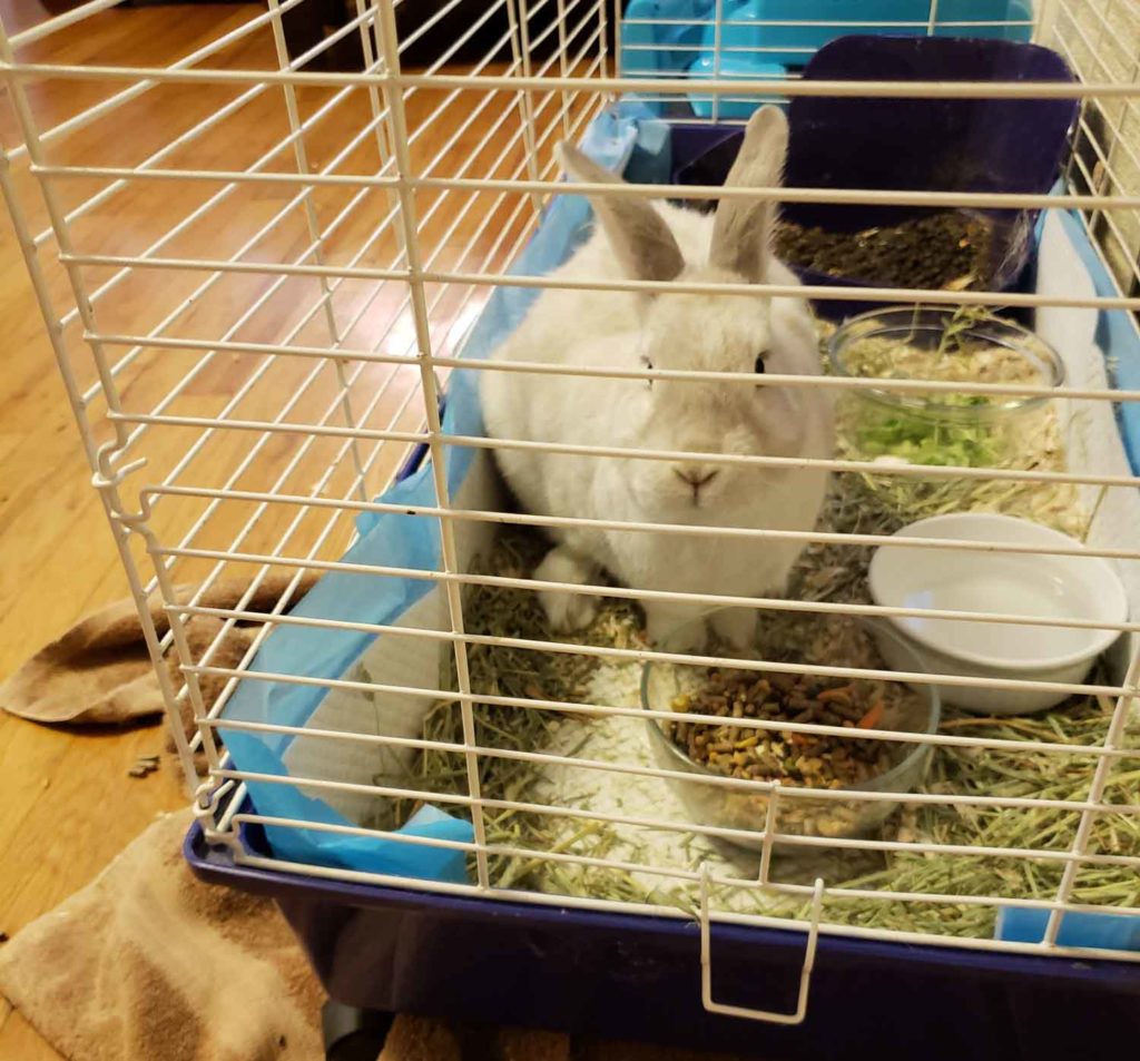 Our family pet
